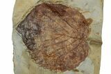 Paleocene Fossil Leaf (Davidia) - Montana #356514-1